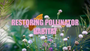 RESTORING POLLINATOR HABITAT