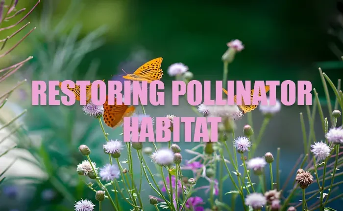 Restoring Pollinator Habitat