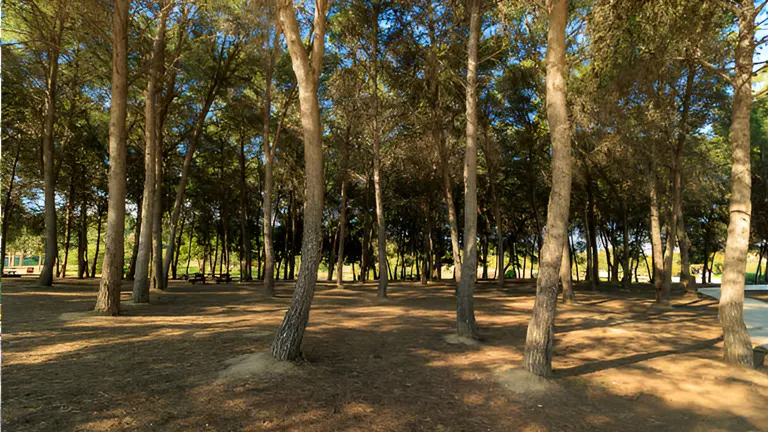 Urban Forestry Tree Care