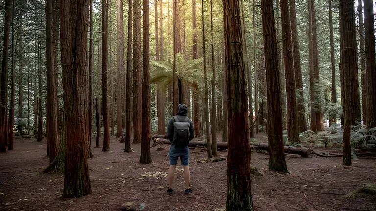 Careers in Forestry and Arboriculture