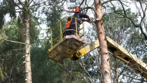 Tree Thinning Techniques: Your Guide to Healthier Forests featured image