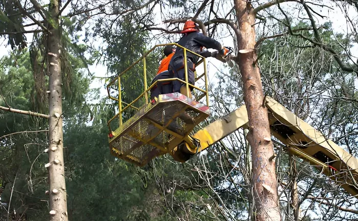 Tree Thinning Methods and Techniques: Your Guide to Healthier Forests