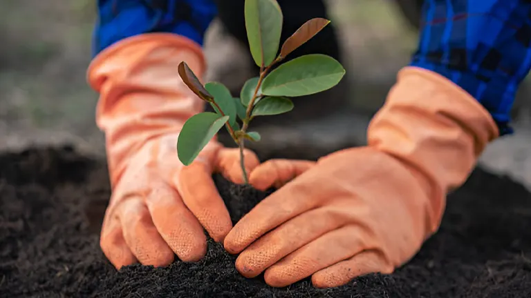 How to Master Tree Planting: Tips &amp; Techniques