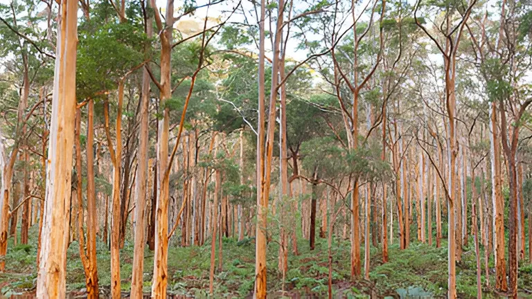 How to Implement Sustainable Forestry for Healthy Forests