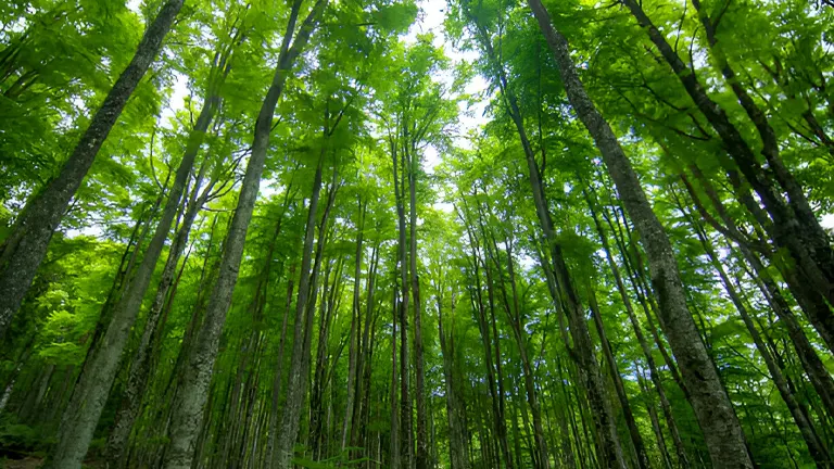 Forest Conservation: Strategies to Protect Natural Resources