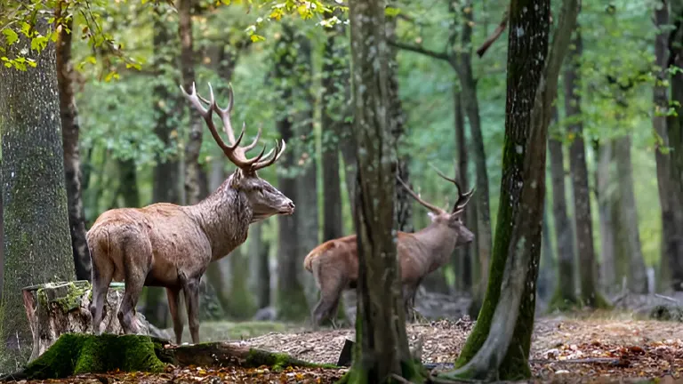 How to Manage Wildlife Habitat in Forests for Biodiversity