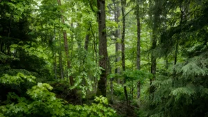 What is Forest Ecology? Exploring the Complex Web of Life in Forests featured image