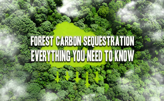 Forest Carbon Sequestration: Everything You Need To Know