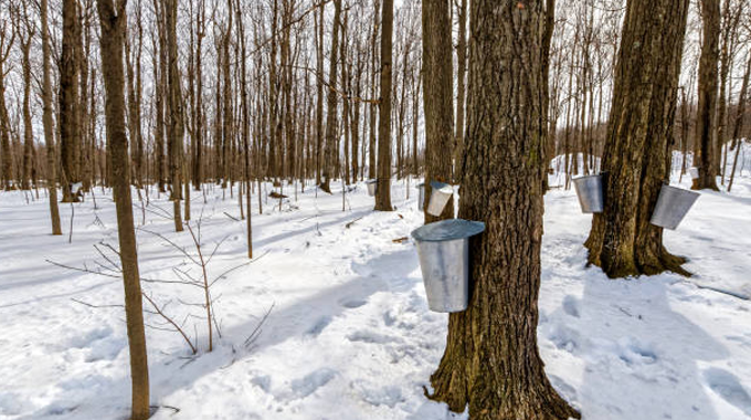 Maple trees in a snowy forest with metal buckets attached to them for collecting sap during the maple sugaring season.