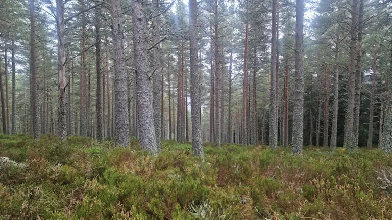 Scotland Tree Planting Grows: More Woodlands Being Created