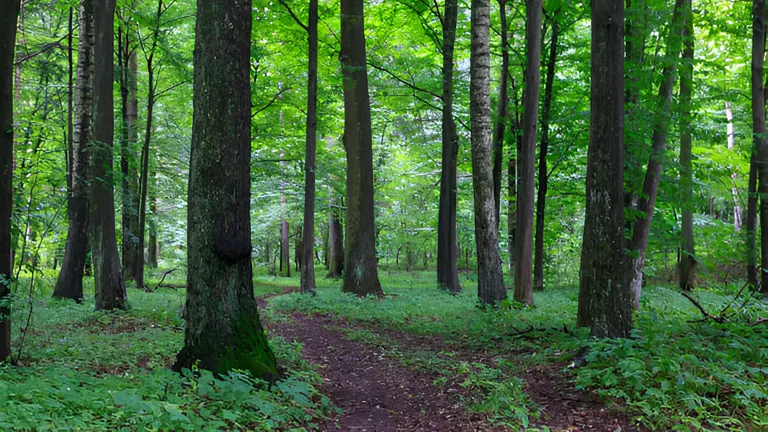 Forestry Focus at Tullamore Show 2024