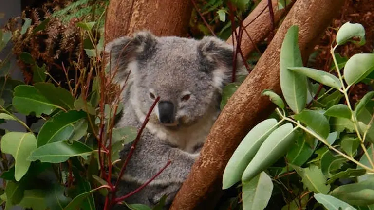 Forests Managed Well Help Koalas Stay Safe