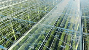 Green plantations shot through the transparent ceiling 1