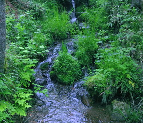  A small, clear stream flowing through dense green foliage and vegetation in a forested area, surrounded by ferns, grasses, and moss-covered rocks.