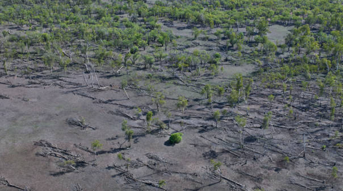 An aerial view of a forest, showing a contrast between healthy green areas and sections with fallen trees and sparse vegetation, highlighting the impact of environmental stressors.