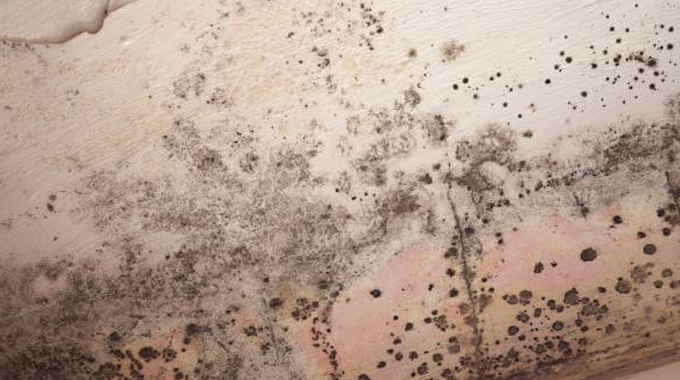 "Close-up of a wall with extensive black mold growth, showing dark spots and patches on a light-colored surface."