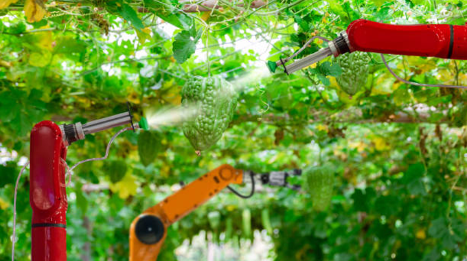 Robotic arms equipped with spraying nozzles tend to bitter melons hanging from a trellis in a greenhouse. 