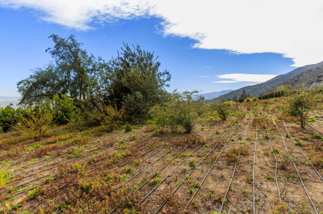 A dry, sloped landscape with scattered shrubs and trees features a network of irrigation lines. The scene includes distant mountains under a partly cloudy sky.