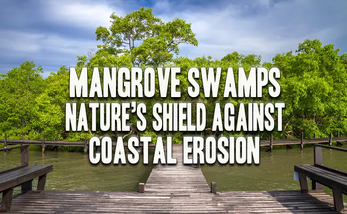 Mangrove Swamps: Nature's Shield Against Coastal Erosion