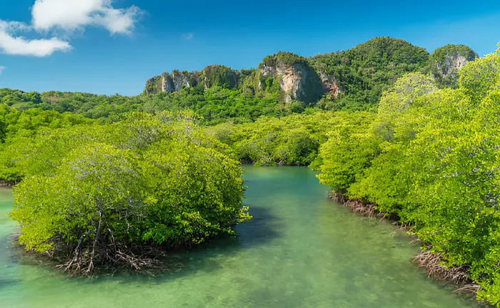 5 Reasons To Protect Mangrove Forests For The Future