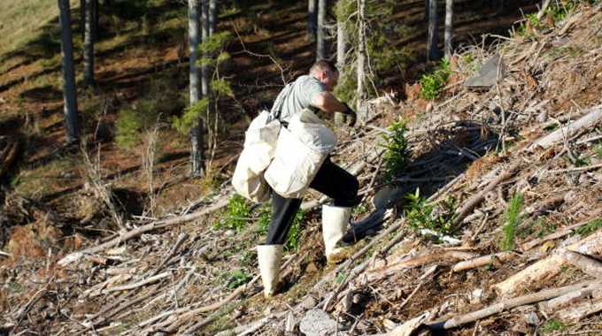 A worker climbing a steep, debris-covered slope in a forest, carrying bags filled with saplings, engaged in reforestation or tree planting efforts.