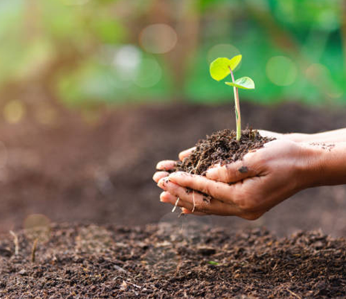 "Hands gently cradle a small seedling with fresh soil, symbolizing growth and care. The background shows rich soil and greenery, highlighting the connection to nature and nurturing life."