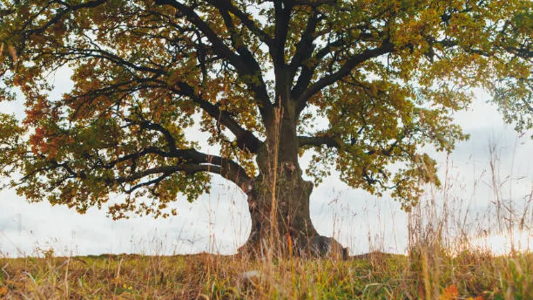 Old Oak Trees Show Promise in Fighting Climate Change