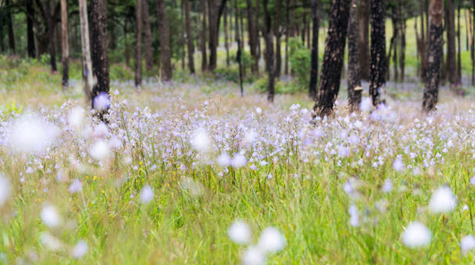 A meadow filled with delicate, light purple wildflowers blooming amidst tall grass, with a backdrop of tall pine trees in a forested area.