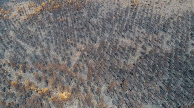 "Aerial view of charred forest with blackened trees and patches of unburned vegetation."