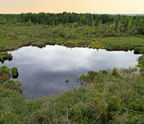 Aerial view of a tranquil pond surrounded by dense marshland and lush green forest, with a clear reflection of the sky on the water's surface. 