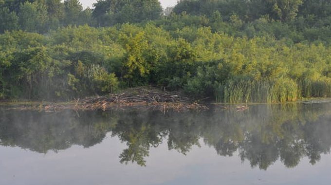 A misty lake surrounded by dense green foliage, with a beaver dam constructed in the water near the shoreline.