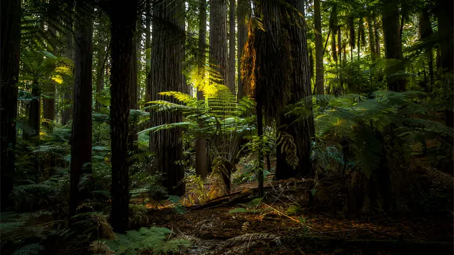 An image of Rotorua Redwoods