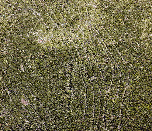 An aerial view of a forest showing dense tree canopy with visible lines and patterns, indicative of logging activity or forest management practices.