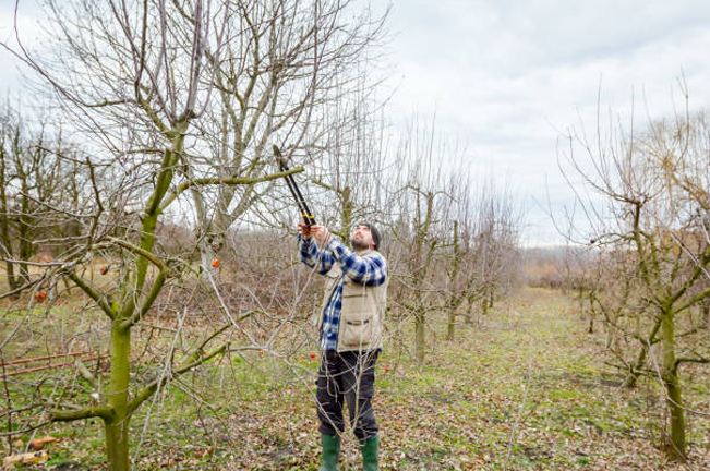 Selective Cutting vs Clear Cutting – Forestry.com