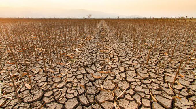 A wide expanse of dry, cracked earth with withered crop remnants, stretching towards the horizon under a hazy sky, depicting severe drought and the impacts of soil degradation and climate change.