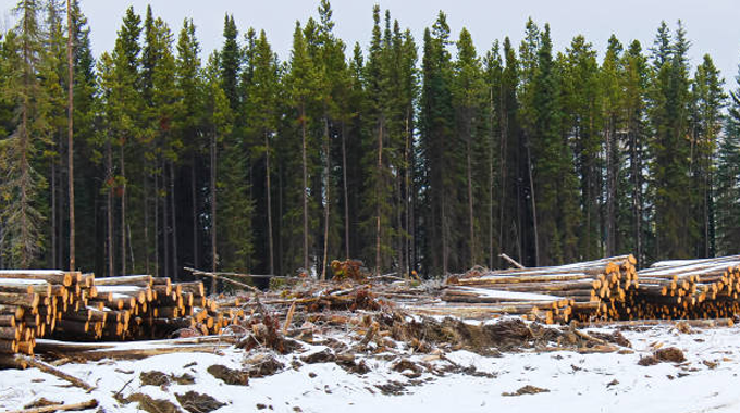 "Stacks of freshly cut logs on a snowy ground, with a dense forest of evergreen trees in the background."