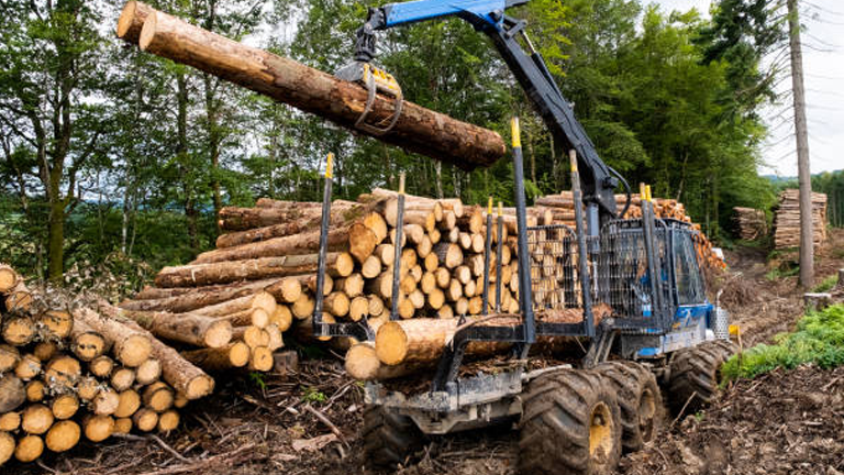 Sustainable Forestry vs. Traditional Logging: Which is Better?