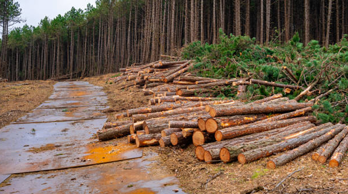 A stack of freshly cut logs and branches piled alongside a forest road, with a dense stand of tall pine trees in the background. 