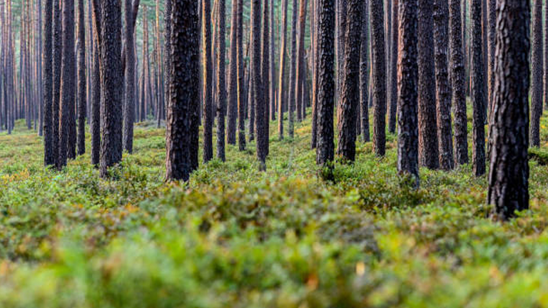 The Economics of Forest Management