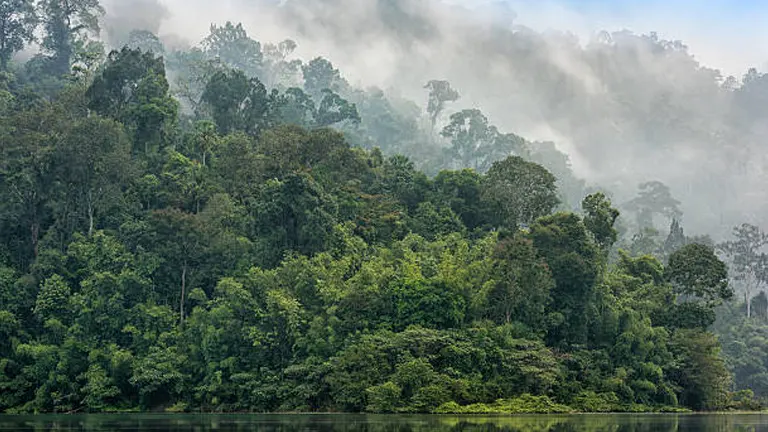 Impact of Deforestation on Rainforest Ecosystems