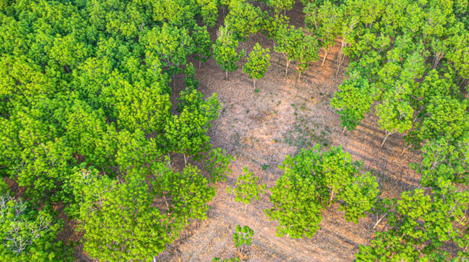 Aerial view of a forest with a visible clearing in the center, surrounded by lush green trees.