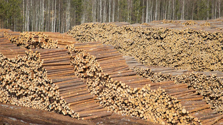 Forestry Markets: Timber, Logs, Lumber, and Pulpwood Overview