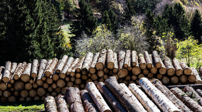 The Importance of Ethical Lumber Sourcing