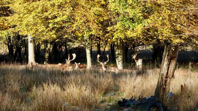 Hunting and Habitat: Managing Wildlife Populations in Forests