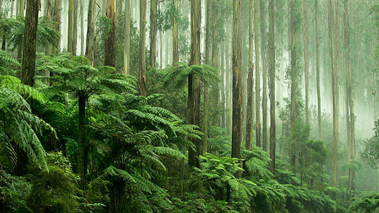 The Intricate Web of Forest Life