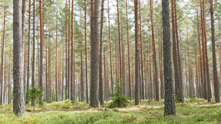 What Are the Benefits of a Managed Forest?