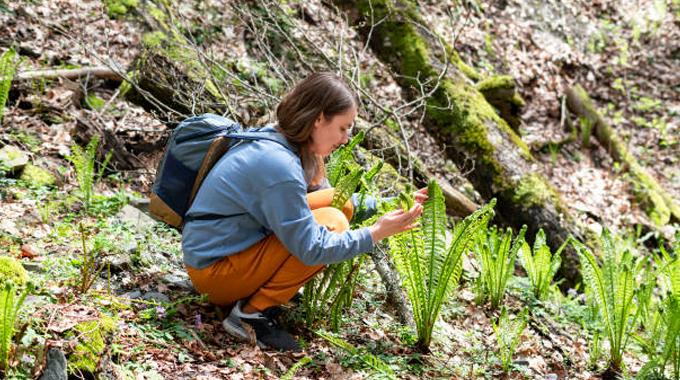 A person squatting in a forest, closely examining a fern plant, while carrying a backpack, indicative of field research or ground survey for forest health monitoring.