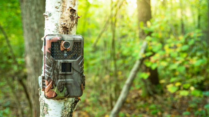 A trail camera mounted on a tree trunk in a forest, used for monitoring wildlife and capturing real-time data for forest health monitoring.