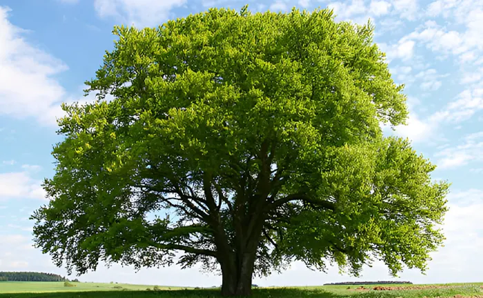 10 Reasons Trees are Important for the Environment