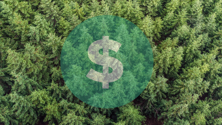 Effective Financial Management in Forestry